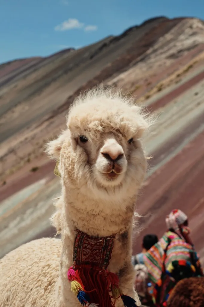Llama on a hillside in Peru